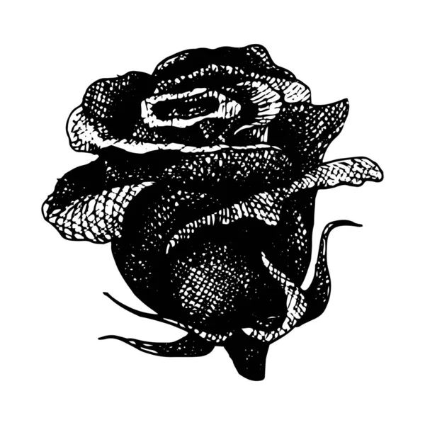 Dövme Için Vektör Gül Siyah Beyaz Şeklinde Çizimi Çiçek Grafik — Stok Vektör