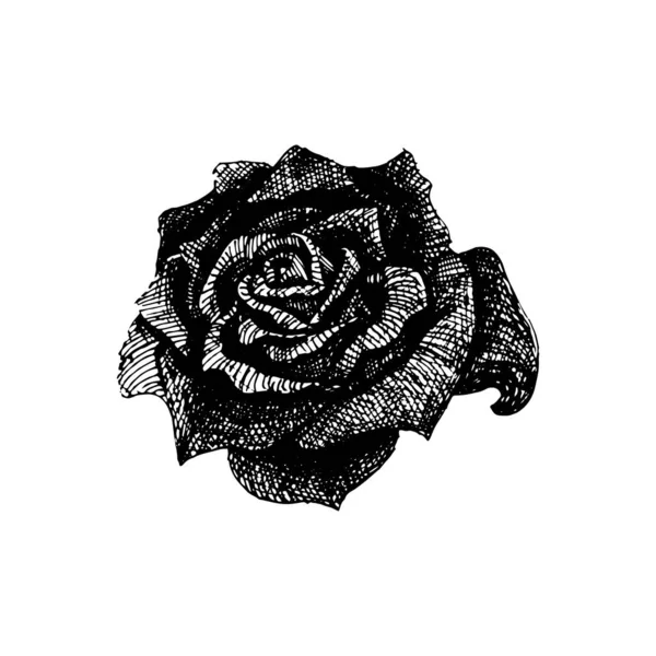 Vector Rosa Para Tatuaje Flor Dibujada Mano Estilo Blanco Negro — Vector de stock