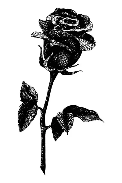 Rose Vectorielle Pour Tatouage Fleur Dessinée Main Dans Style Noir — Image vectorielle