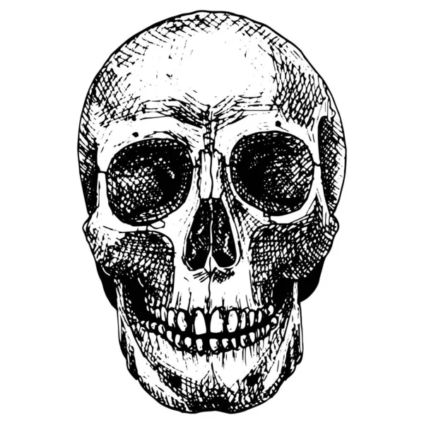 入れ墨のためのベクトル頭蓋骨 手は黒と白のスタイルで人間の頭蓋骨を描きました グラフィックアート — ストックベクタ