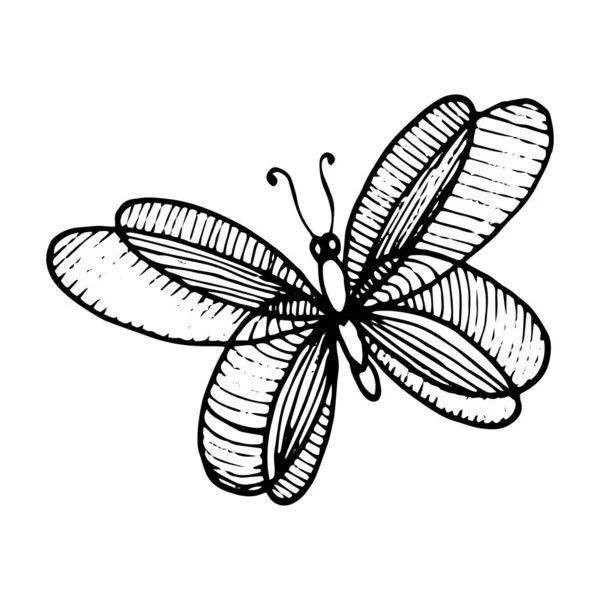 Stilizált Pillangó Vektor Kézzel Rajzolt Illusztráció Fekete Fehér Pillangó Rajza — Stock Vector