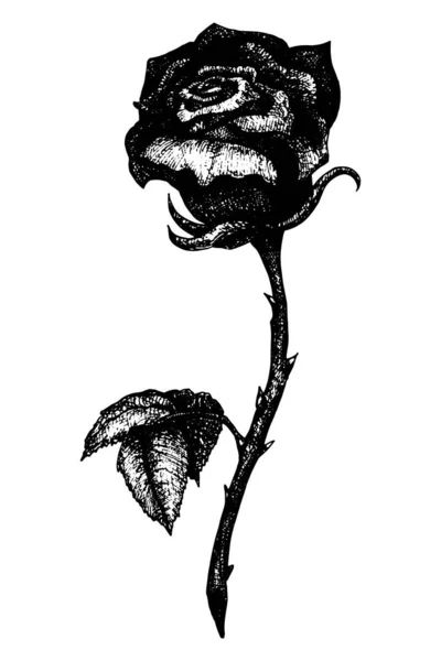 Векторный Рисунок Роз Иллюстрация Цветов Рисунок Татуировки Черно Белый Эскиз — стоковый вектор
