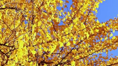 Sonbaharda Ginkgo ağacı, tepeden tırnağa parlak sarı yapraklar. Parlak sonbahar ağacı, mavi gökyüzünün arka planında dallar