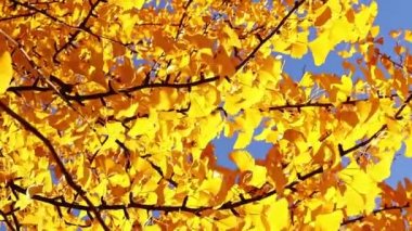 Sonbaharda Ginkgo ağacı, tepeden tırnağa parlak sarı yapraklar. Parlak sonbahar ağacı, mavi gökyüzünün arka planında dallar