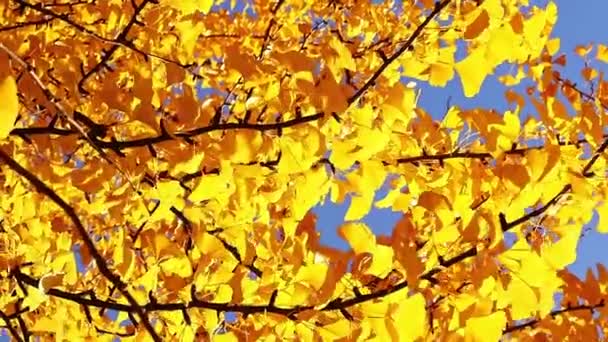 Drzewo Ginkgo Jesienią Widok Jasnożółtych Liści Dołu Góry Jasne Jesienne — Wideo stockowe