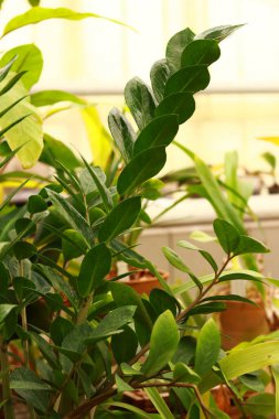 Zamioculcas serada, yeşil güzel bir bitki. Doğal arkaplan, seçici odaklanma