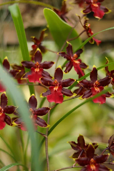Orchidea Cumbria Rosso Cremisi Fiore Tropicale Foto Con Focus Selettivo — Foto Stock