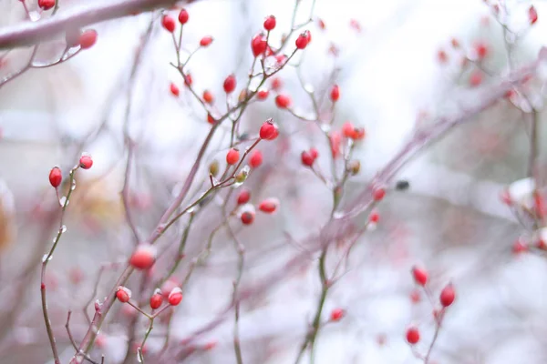 Naturlig Vinter Bakgrund Röda Bär Med Snö Dem Selektivt Fokus — Stockfoto