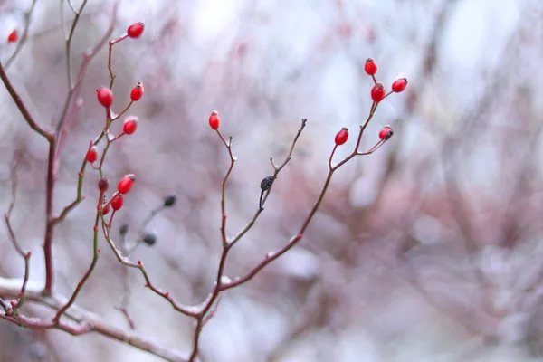Naturlig Vinter Bakgrund Röda Bär Med Snö Dem Selektivt Fokus — Stockfoto