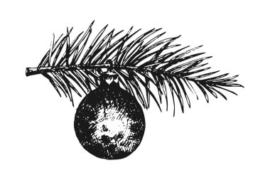 Bir ladin dalında noel balosu, Yılbaşı ve Noel için el çizimi vektör çizimi.