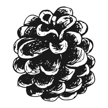 Çam kozalağı, elle çizilmiş vektör görüntüsü. Noel ve Yeni Yıl afişleri, kartlar veya doğa arkaplan dekorasyonu için çam kozalağı