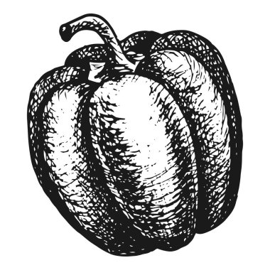 Elle çizilmiş tatlı biber, vektör çizimi