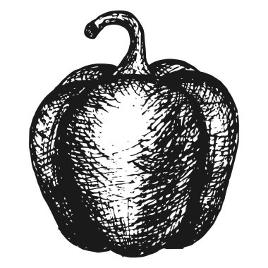 Elle çizilmiş tatlı biber, vektör çizimi