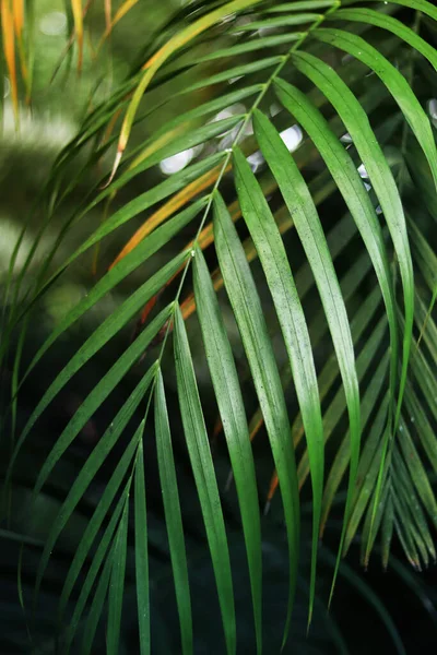 Colorful palm leaf, tropical background. Green palm leaf in the jungle