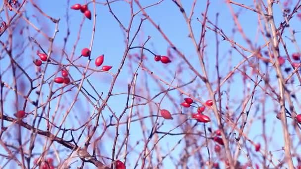 Pinggul Mawar Merah Cabang Cabang Melawan Langit Biru Alam — Stok Video