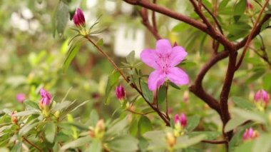 Rhododendron indicum. A beautiful pink flower among greenery. Evergreen flowering shrub. Nature