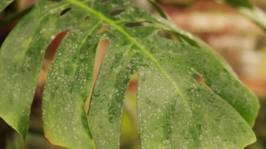 Monstera plant leaf close-up. Tropical plant in the botanical garden, greenhouse. Rainforest plants, evergreen vine