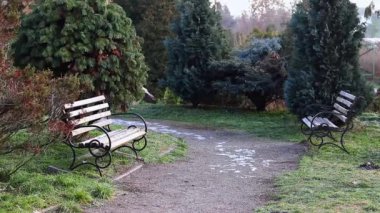 Bench in the park in autumn. Walking path in the park surrounded by beautiful bushes and trees, a place to relax. Autumn