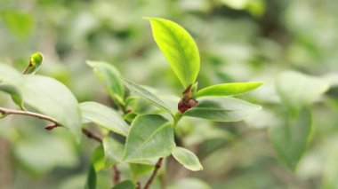 Camellia, leaves close-up on a blurred background. Selective focus video. Nature