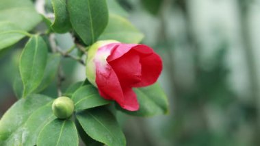 Camellia, flower bud close-up on a blurred background. Selective focus video. Nature