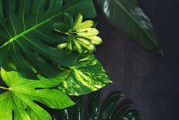 Wet leaves of tropical plants on a wooden background. Monstera leaf. Vacation background. Copy space