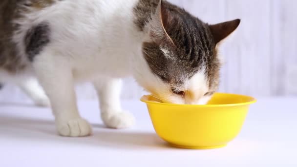 Katten Äter Gul Skål Husdjur Katten Kom Upp Och Äter — Stockvideo