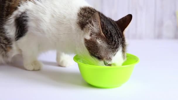 Tamkatt Dricker Mjölk Djup Ljus Skål Reklam För Katt Mat — Stockvideo