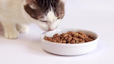 Dry food for cats. Domestic cat eats food from a white bowl on a white background. Feed pets. Cat food in the form of fish. Cat nibbles food close-up