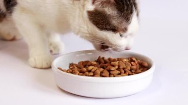 Dry food for cats. Domestic cat eats food from a white bowl on a white background. Feed pets. Cat food in the form of fish. Cat nibbles food close-up