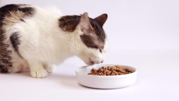 Torrfoder För Katter Tamkatt Äter Mat Från Vit Skål Vit — Stockvideo
