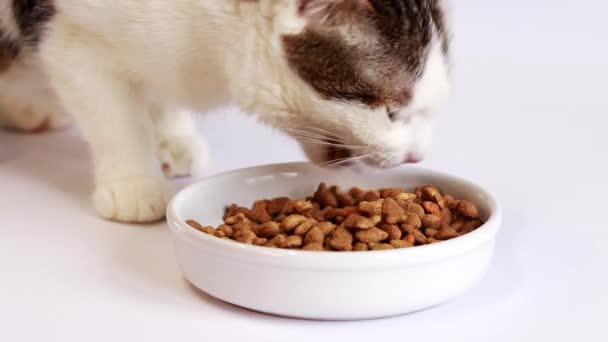 Dry Food Cats Domestic Cat Eats Food White Bowl White — ストック動画