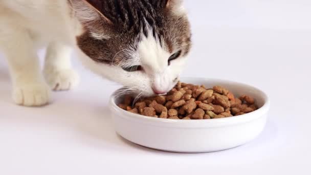 Torrfoder För Katter Tamkatt Äter Mat Från Vit Skål Vit — Stockvideo