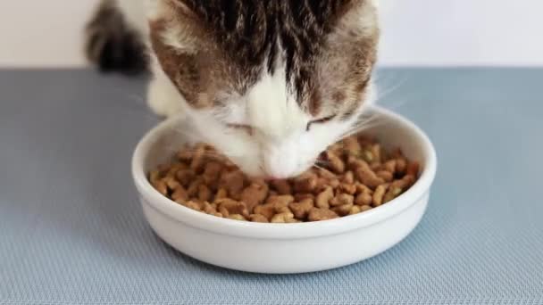 猫は魚の形で乾いた猫の食べ物をおいしく食べます ペットのためのバランスの取れた栄養 食品広告 特別なラグの上にボウル — ストック動画