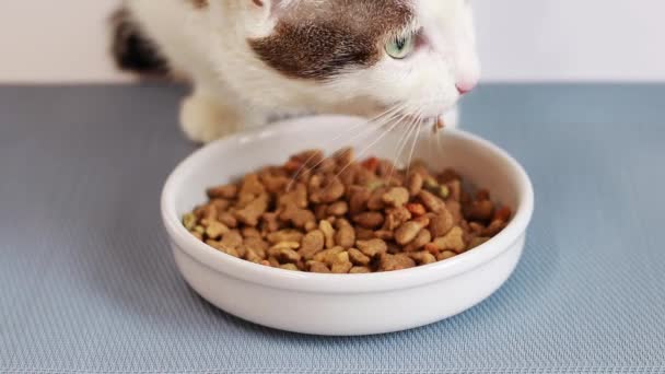 Γάτα Τρώει Ορεκτικά Ξηρά Τροφή Για Γάτες Μορφή Ψαριών Ισορροπημένη — Αρχείο Βίντεο