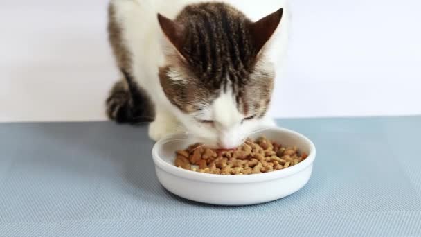 Katten Äter Aptitligt Torr Kattmat Form Fisk Balanserad Kost För — Stockvideo
