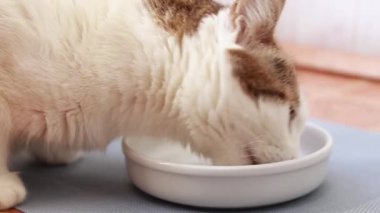 Kedi ıslak yemek yer. Evcil hayvanlar için dengeli beslenme, gıda reklamları