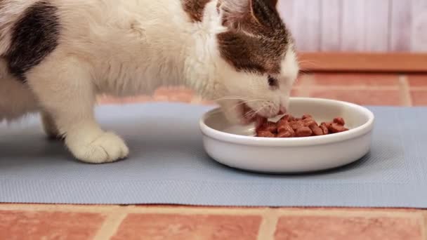 Katten Äter Våt Mat Balanserad Kost För Sällskapsdjur Matreklam — Stockvideo
