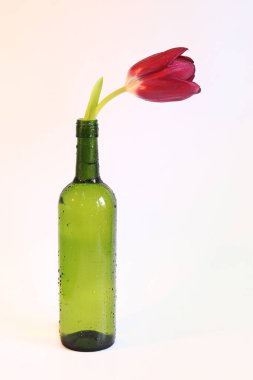 Bright tulip flower in a glass bottle on a white background. Symbol of spring and beauty. Red tulip with water drops. Vertical photo with spring flower.