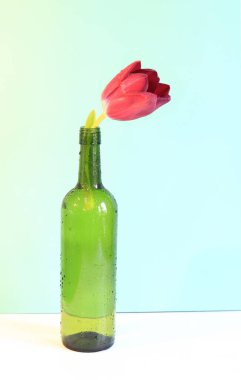Bright tulip flower in a glass bottle on a light blue background. Symbol of spring and beauty. Red tulip with water drops. Vertical photo with spring flower
