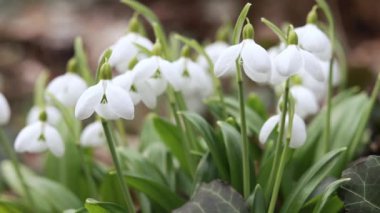 İlkbaharın başlarında ormanda beyaz kar damlaları. Bahar ormanında ilkbaharın başlarında açan beyaz çiçekler. Orman çiçekleri, doğa. Ukrayna 'nın Kırmızı Kitap Çiçekleri.