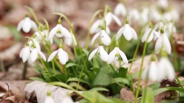 İlkbaharın başlarında ormanda beyaz kar damlaları. Bahar ormanında ilkbaharın başlarında açan beyaz çiçekler. Orman çiçekleri, doğa. Ukrayna 'nın Kırmızı Kitap Çiçekleri.
