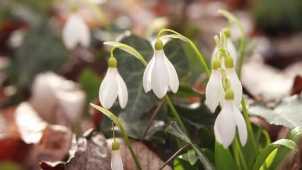 Weiße Schneeglöckchen Wald Schneeglöckchen Frühling Inmitten Trockener Blätter Weiße Schöne — Stockvideo