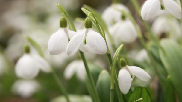 Weiße Schneeglöckchen Vorfrühling Wald Weiße Blüten Des Frühen Frühlings Frühlingswald — Stockvideo