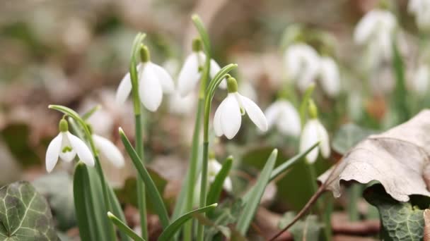 森の中の早春に白い雪が降る 春の森の中の早春の白い花 森の花を閉じると ウクライナの赤い本の花 — ストック動画