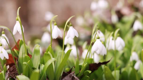Fehér Hóvirág Kora Tavasszal Erdőben Fehér Virágok Kora Tavasszal Tavaszi — Stock videók