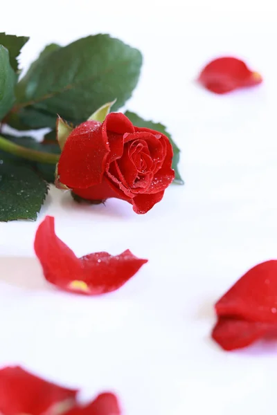 Červená Růže Leží Bílém Pozadí Blízko Růže Kapkami Vody Okvětní Stock Snímky
