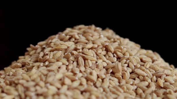 珍珠大麦长毛 谷物倒在黑色的背景上 把珍珠大麦粒倒入一堆 — 图库视频影像