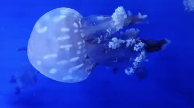 Denizanası Müzesi. Denizanası suda yüzüyor, video akvaryumun camından çekiliyor. Su altı yaşamı. Okyanus akvaryumunun mavi arka planında denizanası