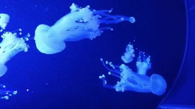 Denizanası Müzesi. Denizanası suda yüzüyor, video akvaryumun camından çekiliyor. Su altı yaşamı. Okyanus akvaryumunun mavi arka planında denizanası