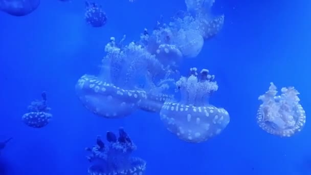 Muzeum Meduz Meduza Pływa Wodzie Film Został Nakręcony Przez Szybę — Wideo stockowe